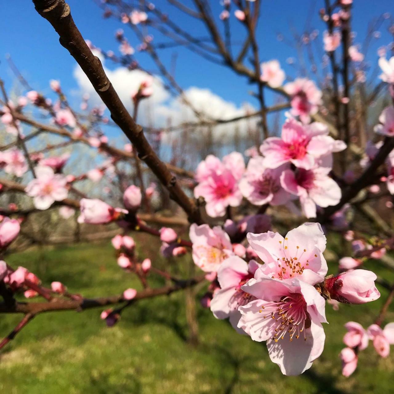 Agriturismo Bassanine Monticelli d'Ongina ภายนอก รูปภาพ